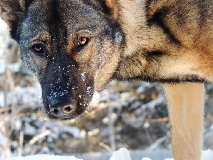 Fotografie mit dem Titel "dakota-is-adorable-…" von Kotak9 Germanshepherds, Original-Kunstwerk