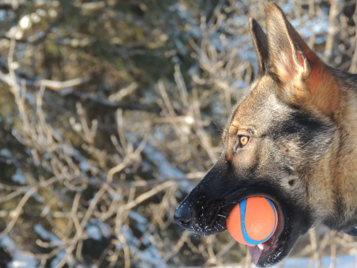 Photographie intitulée "dakota-is-adorable-…" par Kotak9 Germanshepherds, Œuvre d'art originale