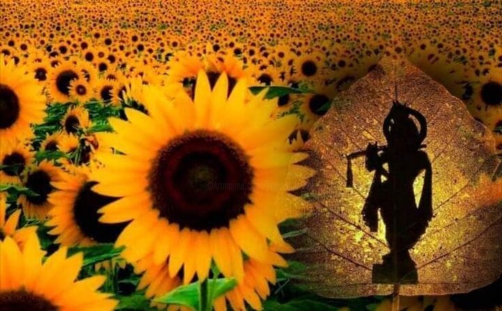 摄影 标题为“Sunflower” 由Krishna Art Gallery, 原创艺术品, 电影摄影