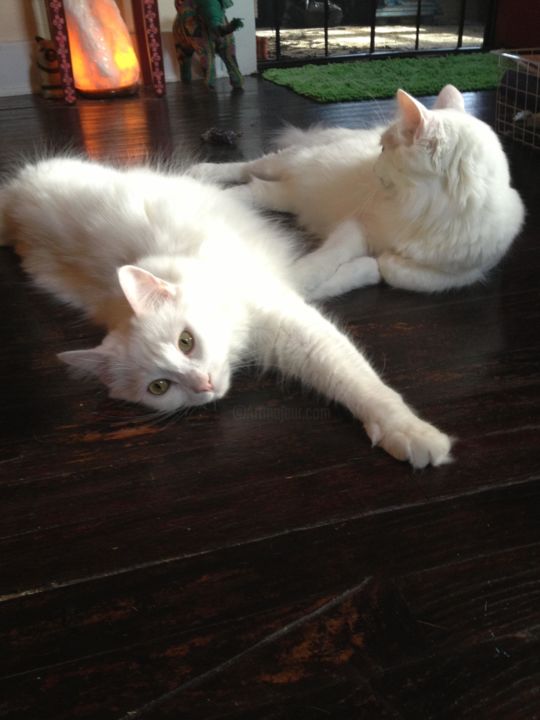 Photography titled "Two white cats" by Krista Ryan, Original Artwork