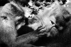 Photography titled "Monkey forest" by Kristel Genet, Original Artwork