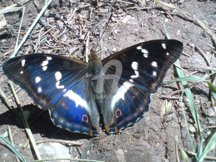 Photography titled "Big Blue Butterfly" by Kristian Serbak, Original Artwork, Digital Photography