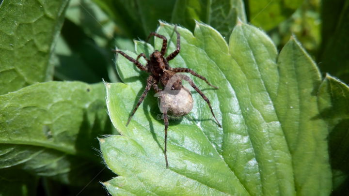 Фотография под названием "Brown Poison Spider" - Kristian Serbak, Подлинное произведение искусства, Цифровая фотография