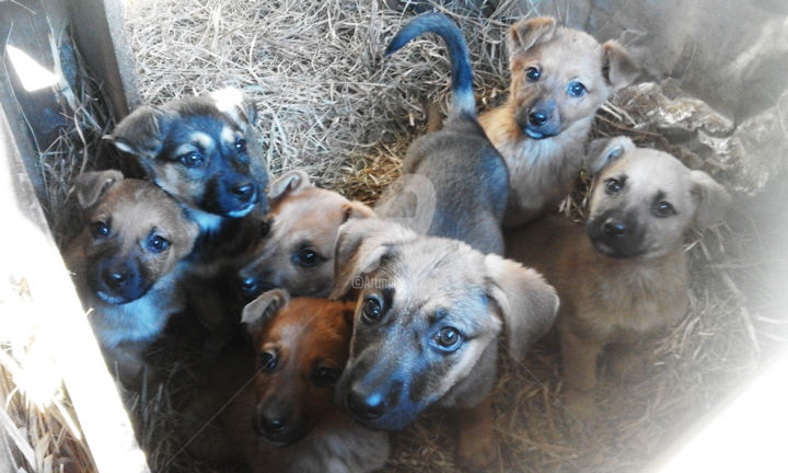 Fotografía titulada "Full Dog Family" por Kristian Serbak, Obra de arte original, Fotografía digital