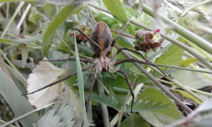 Fotografie mit dem Titel "God Brown Spider" von Kristian Serbak, Original-Kunstwerk, Digitale Fotografie