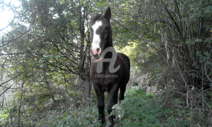 Photographie intitulée "God´s Horse" par Kristian Serbak, Œuvre d'art originale, Photographie numérique