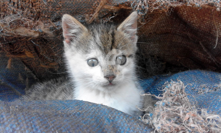 Φωτογραφία με τίτλο "Babycat eyes" από Kristian Serbak, Αυθεντικά έργα τέχνης, Ψηφιακή φωτογραφία