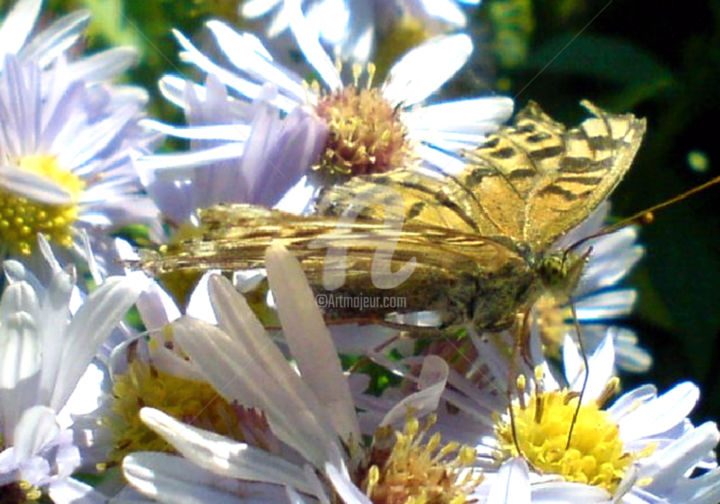 Photographie intitulée "Breakfast butterfly" par Kristian Serbak, Œuvre d'art originale, Photographie numérique