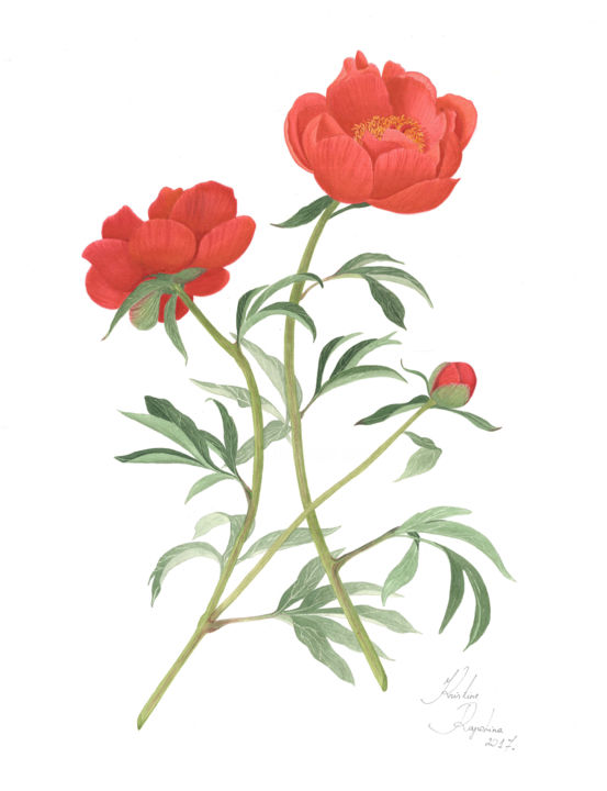 Painting titled "Red Peony" by Kristine Rapohina, Original Artwork, Watercolor