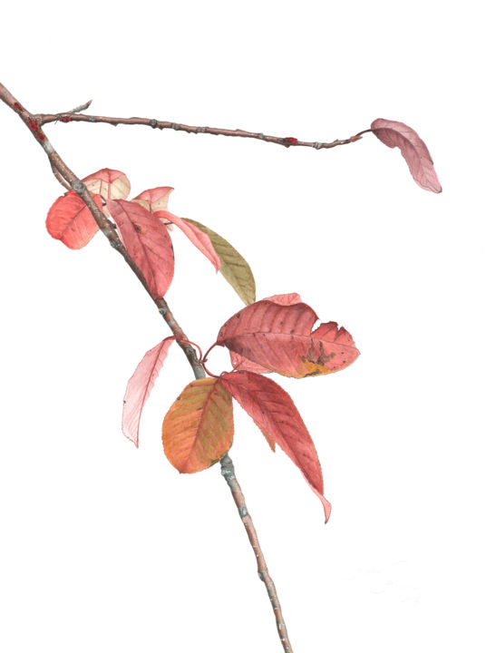 Painting titled "Prunus Padus" by Kristine Rapohina, Original Artwork, Watercolor