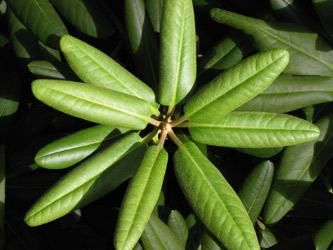 Photographie intitulée "Plante verte" par Pérus Kristof, Œuvre d'art originale