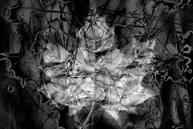 Фотография под названием "Leaf I." - Krystof Suchy, Подлинное произведение искусства