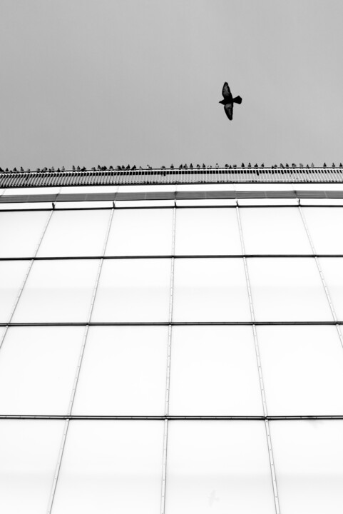 Fotografia zatytułowany „Bird 1” autorstwa Krzysztof Jagodziński, Oryginalna praca, Fotografia cyfrowa