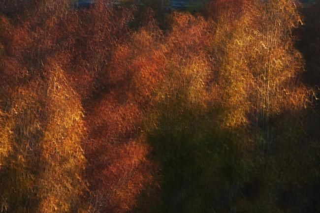 Fotografía titulada "Autumn forest" por Kseniya Slobodyanyuk, Obra de arte original