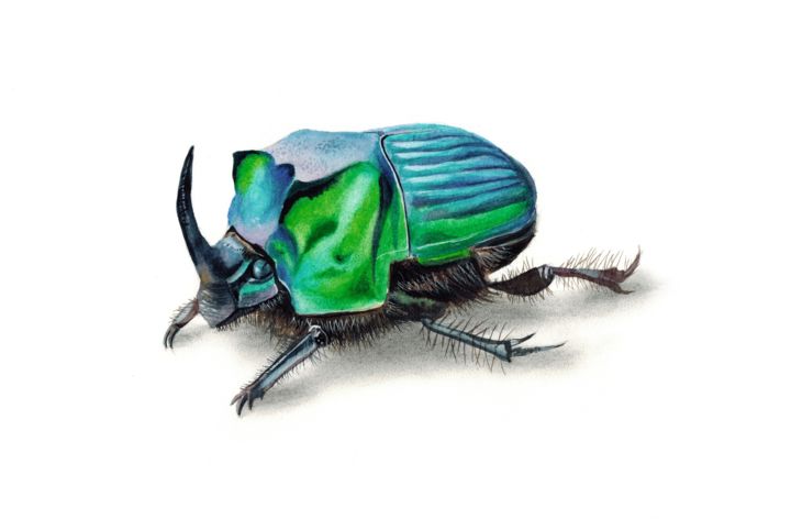 Malerei mit dem Titel "Green scarab beetle…" von Kseniia Tikhomirova, Original-Kunstwerk, Aquarell
