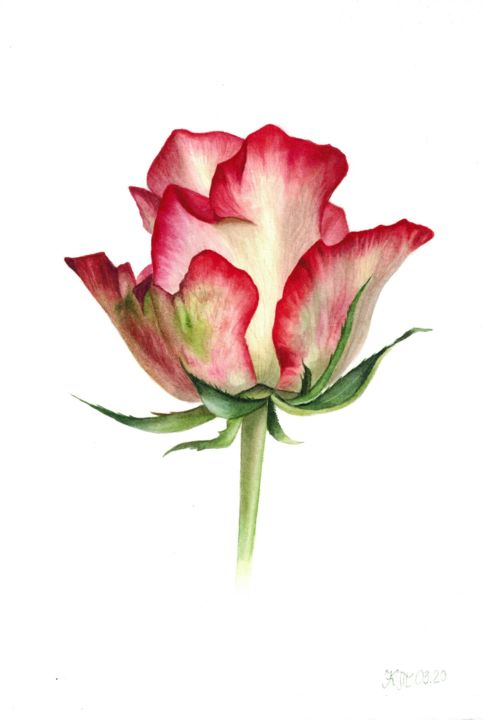 Rose bud illustration