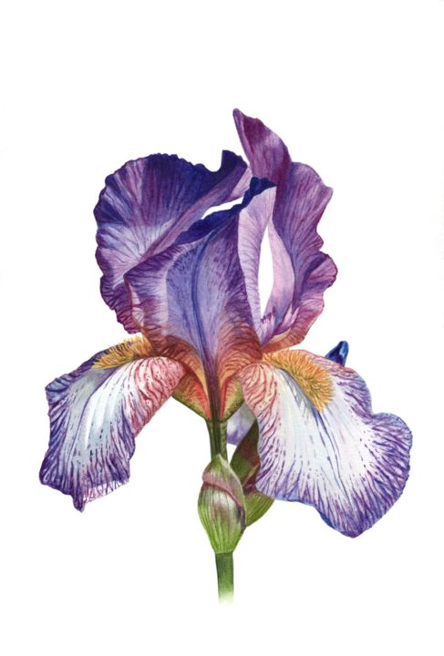 Painting titled "Iris flower botanic…" by Kseniia Tikhomirova, Original Artwork, Watercolor