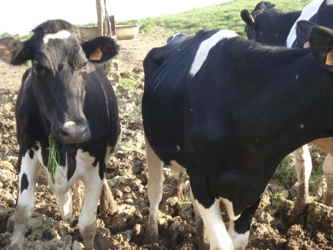 Photographie intitulée "Ice Kube de Vaches" par Kube, Œuvre d'art originale