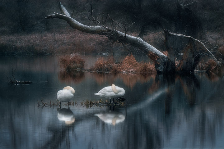 Photographie intitulée "Sleeping swans" par Martin Kucera, Œuvre d'art originale, Photographie argentique