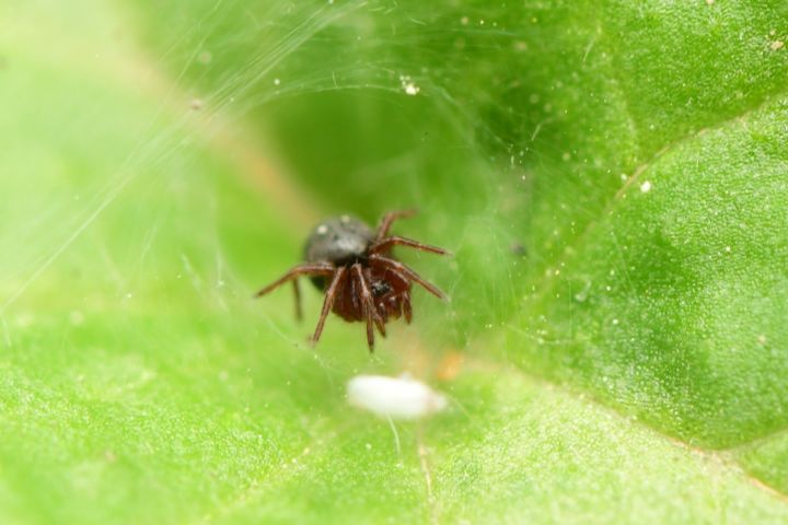 Φωτογραφία με τίτλο "2,5mm spider" από Batuhan Kurt, Αυθεντικά έργα τέχνης, Ψηφιακή φωτογραφία