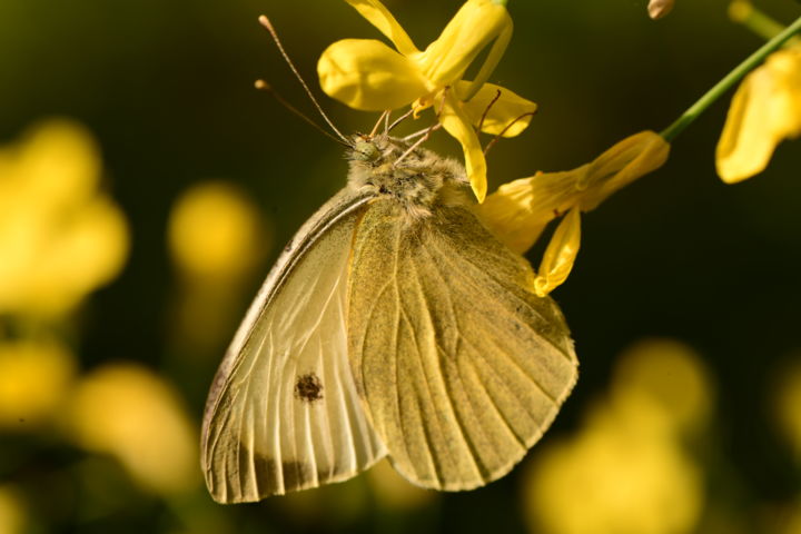 Fotografia intitolato "butterfly with ever…" da Batuhan Kurt, Opera d'arte originale, Fotografia digitale