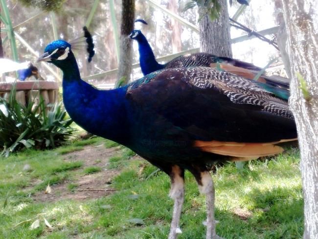 Photographie intitulée "Peacock" par K Vuitton, Œuvre d'art originale
