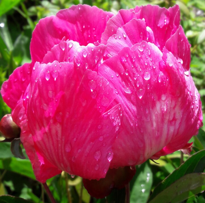 Photography titled "Peony 2" by L.Kissner, Original Artwork