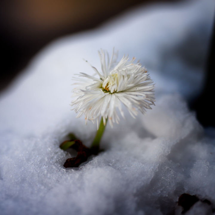 Le printemps s'en vient alors concours (Fleur dans la neige)! 11688287_img-9656