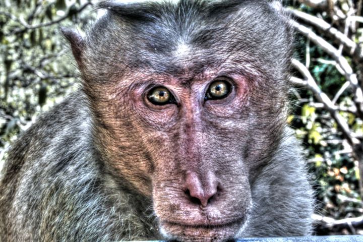 Photographie intitulée "monkey" par Laseptieme Couleur, Œuvre d'art originale