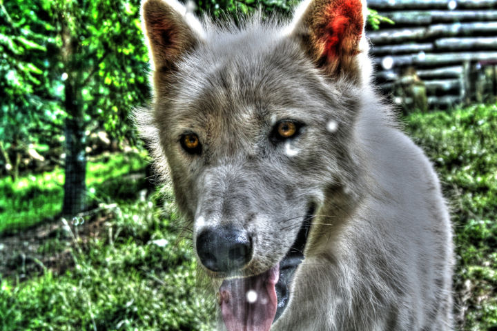 Photography titled "wolf" by Laseptieme Couleur, Original Artwork