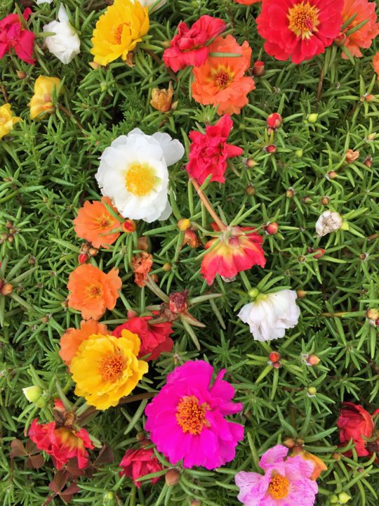 Фотография под названием "Flowering purslane" - Galina Dunaeva, Подлинное произведение искусства, Пленочная фотография