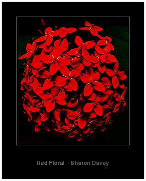 Digital Arts titled "Red Floral" by Ladymouse, Original Artwork, Manipulated Photography