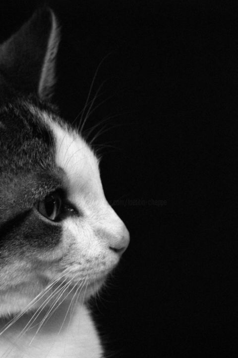 Photography titled "Sheldon" by Laetitia Cheppe, Original Artwork