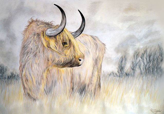 Dessin intitulée "Vache Écossaise" par Laetitia Debienne, Œuvre d'art originale, Crayon