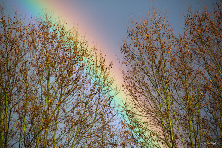 Photographie intitulée "After the rain" par Laëtitia Payet (Lëty Création), Œuvre d'art originale, Photographie numérique