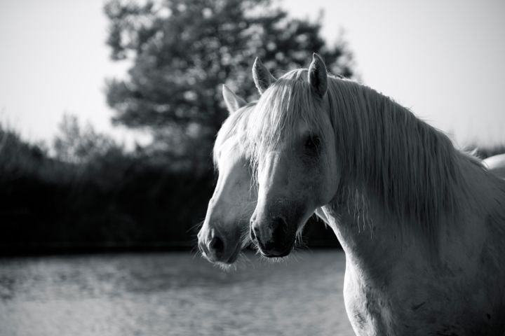 Photographie intitulée "Cheval Bicéphale ca…" par Patricia B Photograf'Euse, Œuvre d'art originale,