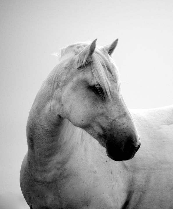 Photographie intitulée "Cheval Portrait cam…" par Patricia B Photograf'Euse, Œuvre d'art originale,