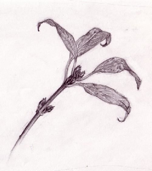 "plante" başlıklı Tablo Christelle Lardier tarafından, Orijinal sanat, Petrol