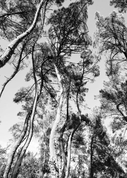 Photographie intitulée "Mystical forest" par Larisa Siverina, Œuvre d'art originale, Photographie manipulée