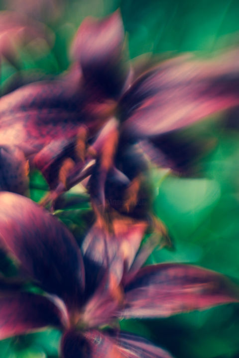 Photography titled "Violet lilies" by Larisa Siverina, Original Artwork, Manipulated Photography
