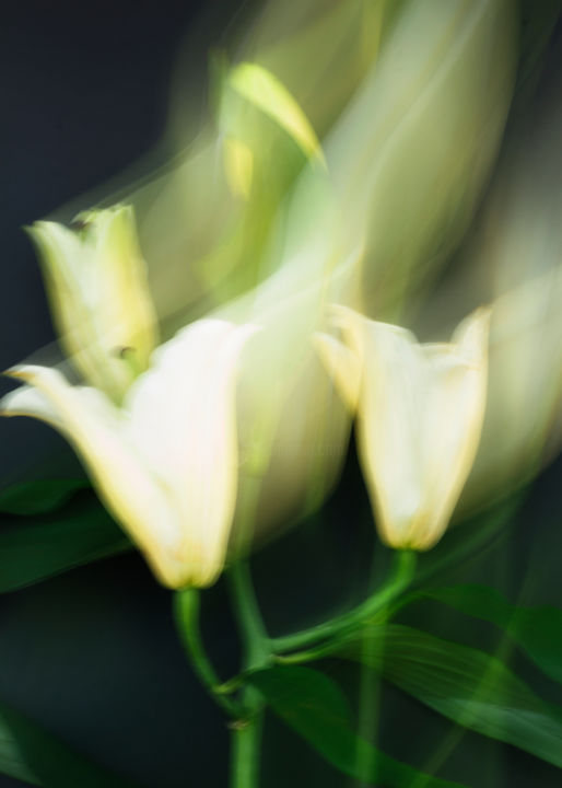 Photography titled "White lilies # 9" by Larisa Siverina, Original Artwork, Non Manipulated Photography