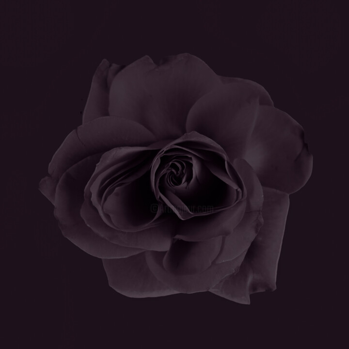 Photography titled "Purple dark rose" by Larisa Siverina, Original Artwork, Non Manipulated Photography