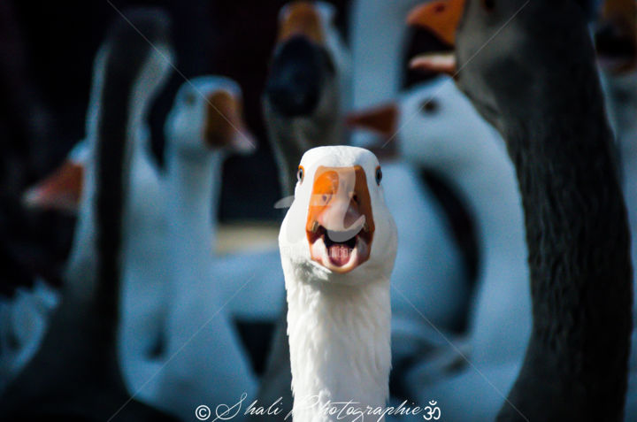 Photographie intitulée "La belle demoiselle" par Shali Photographie, Œuvre d'art originale