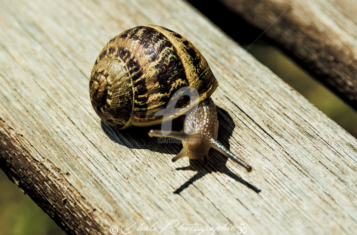 Photography titled "Mr Escargot" by Shali Photographie, Original Artwork