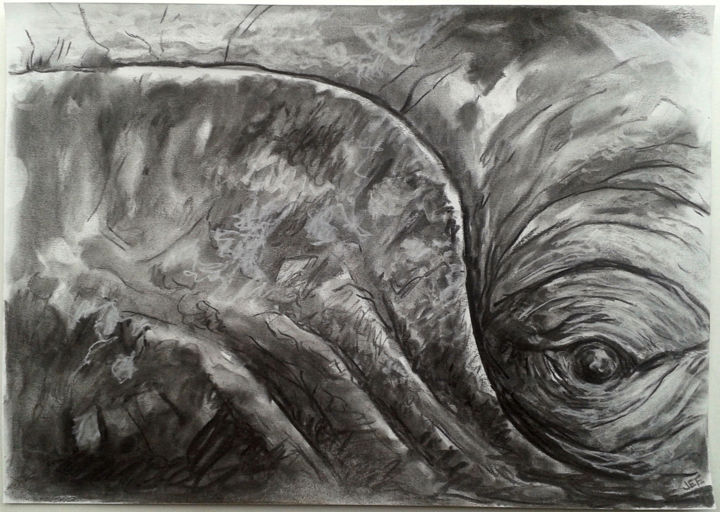 Tekening getiteld "regard de baleine" door Jean-François Hirsch, Origineel Kunstwerk, Houtskool