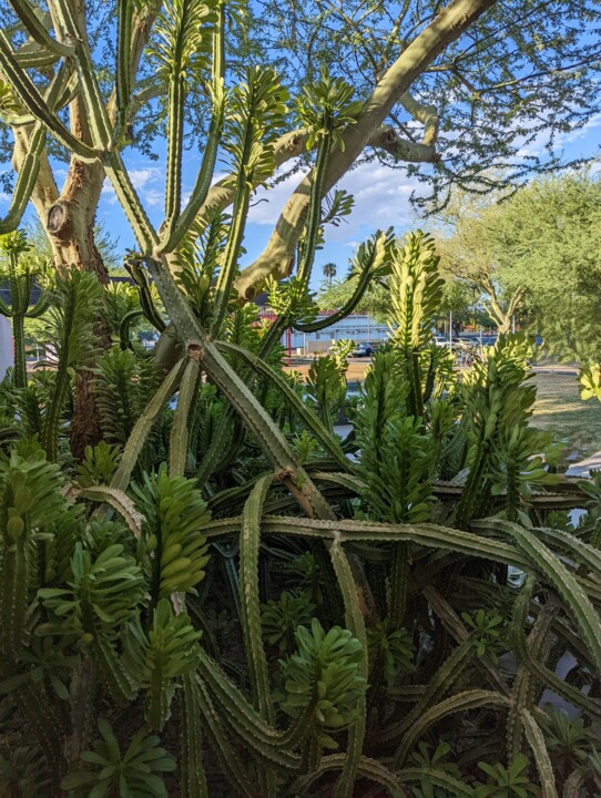 Photographie intitulée "Cactus overload" par Latifahafital, Œuvre d'art originale, Photographie numérique