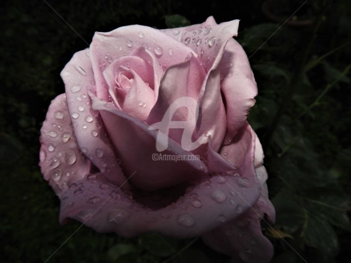 Photographie intitulée "rosa rugiada2" par Laura Saitta, Œuvre d'art originale