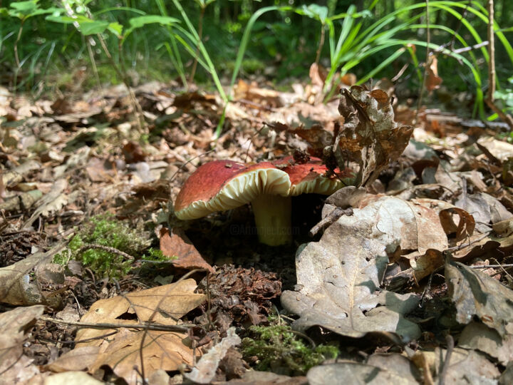 Fotografie getiteld "Mushroom" door Laura Marie Klein, Origineel Kunstwerk, Digitale fotografie