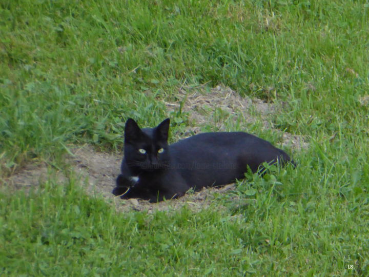 Photos de chatte noire