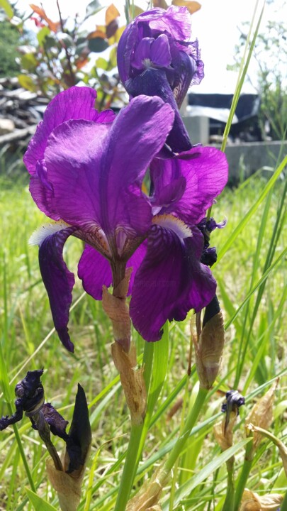 Photographie intitulée "iris violet, printe…" par Laurence Kozel Fontaine, Œuvre d'art originale, Photographie numérique